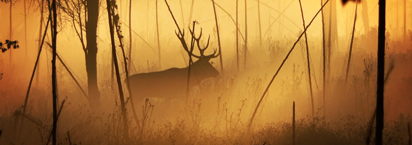 Photo of deer stag in autumn